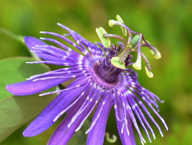 istock purple passionflower 2181681452