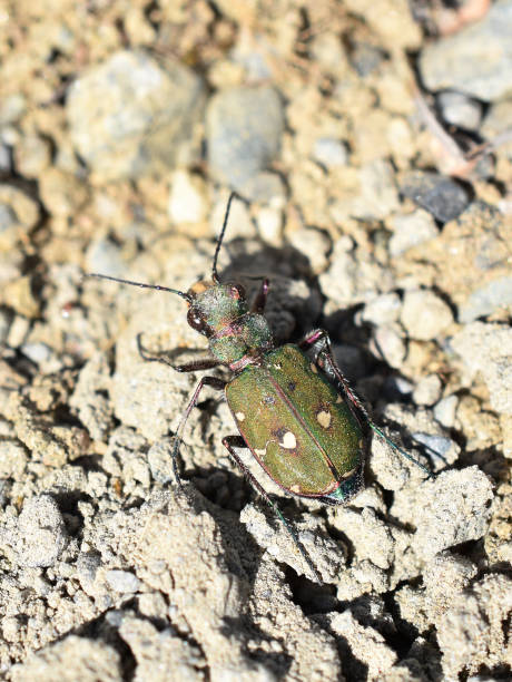istock Green tiger beetle Cicindela campestris 2181681480