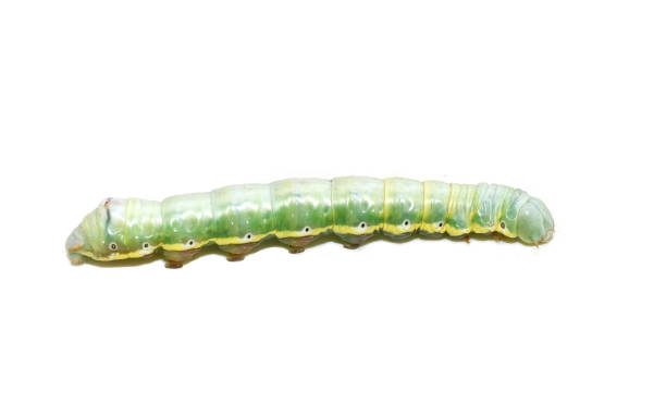 istock swallow prominent Pheosia tremula larvae 2181681521