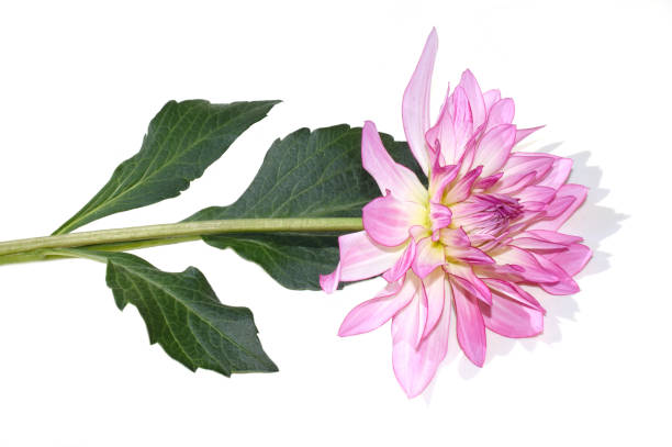 Closeup on pink coloured dahlia Columbine flower on white background