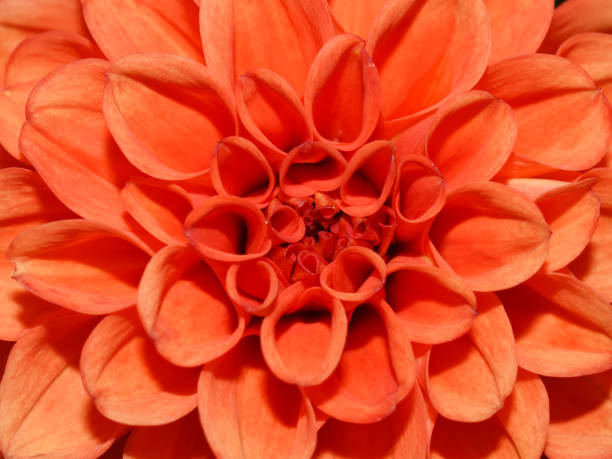 istock orange coloured dahlia columbine 2181681798