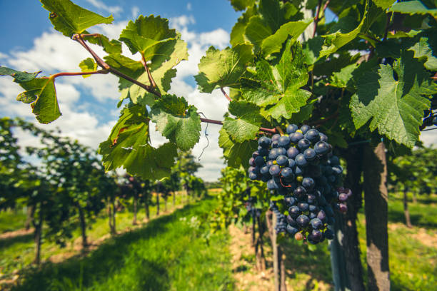istock blue merlot grapes in green vineyard 2181682869