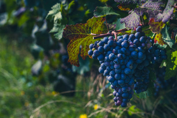istock blue merlot grapes in green vineyard 2181683863