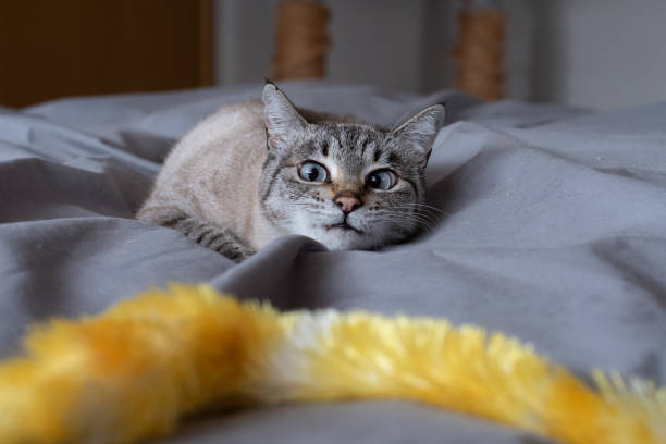 istock cute cat playing with toys 2181684985