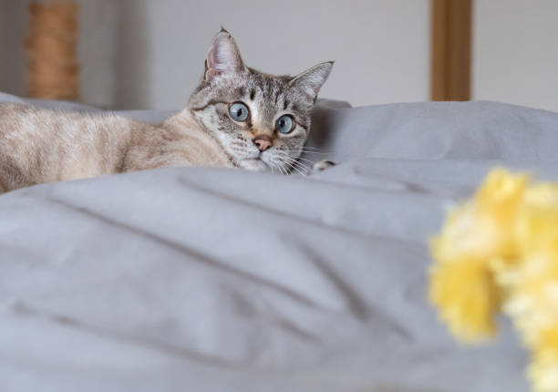 Summer heat and pet at home. Overheated lazy cat lying on the floor, escapes from heat with help of fan, looking on red ribbon on wind. Stuffiness in apartment without air conditioning.