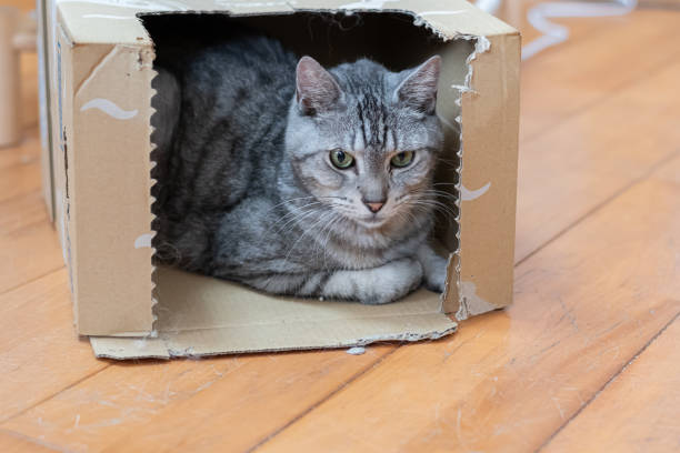 istock Cute cat relaxing in a cardboard box 2181685296