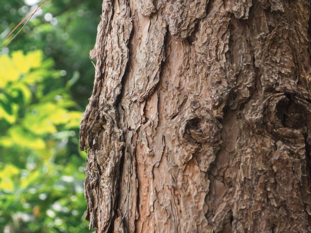 istock pine tree texture in the forest for a natural background. 2181685560