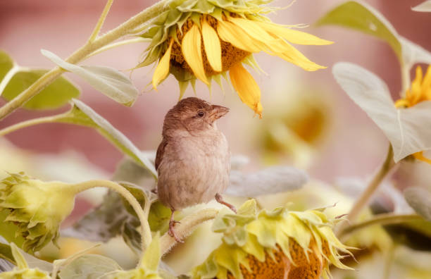 A cute little sparrow perches underneath a sunflower on a summer afternoon in Toronto, Ontario, Canada.