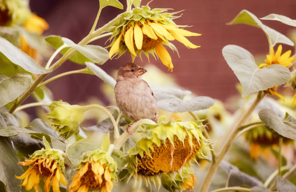 A cute little sparrow perches underneath a sunflower on a summer afternoon in Toronto, Ontario, Canada.