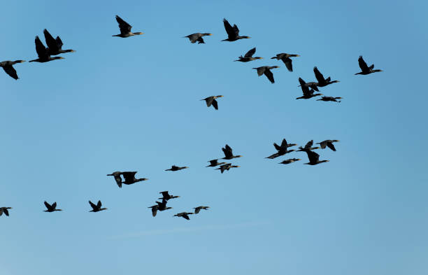 A flock of cormorants fly together against a clear blue sky on a summer afternoon in Toronto, Ontario, Canada.