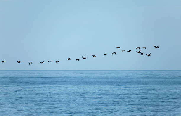 istock A Flying Flock of Cormorants 2181686130