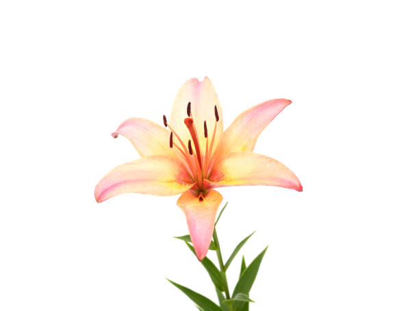istock Beautiful orange lily. 2181686262