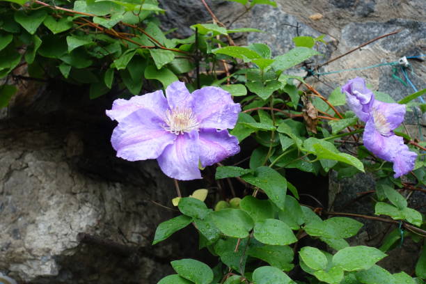 istock Dew on Clematis with violet flower in June 2181686719