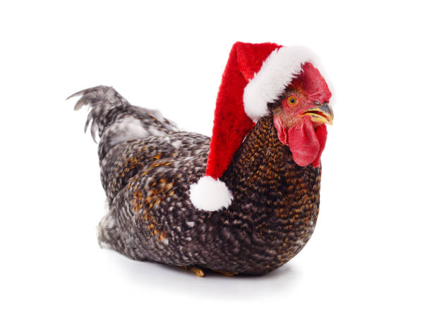 istock Chicken in a christmas hat. 2181687868