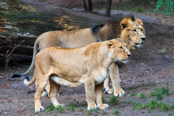 Lioness walking in the Kruger National Park in the green season in South Africa