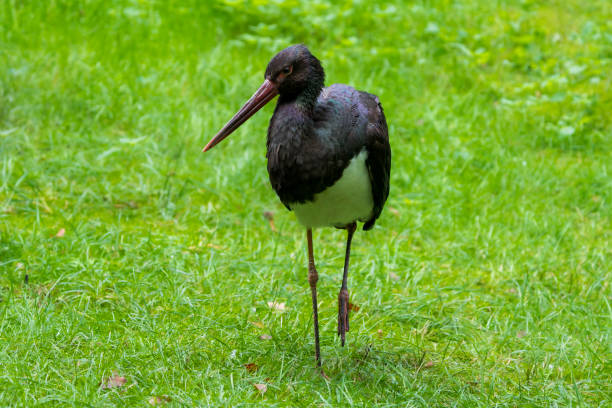 Observe the graceful movements of a European black stork as it walks through a meadow in this captivating photograph. Known for its elegance and rarity, the black stork adds beauty to its natural habitat. Captured in exquisite detail, this image highlights the importance of conservation efforts to protect this vulnerable species and the scenic landscapes it inhabits.