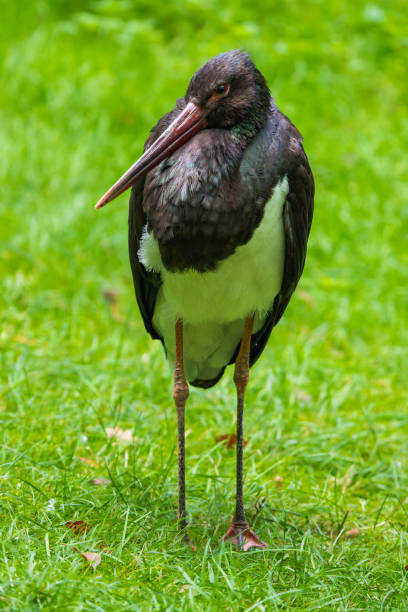 istock Graceful Steps: European Black Stork Walking in a Meadow 2181689341