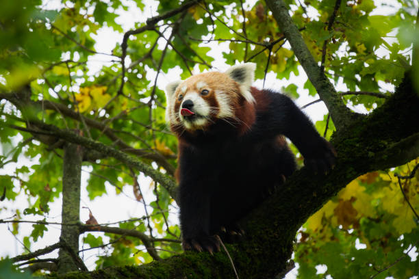 Delight in the playful charm of a red panda as it perches in a tree, sticking out its tongue in this captivating photograph. Known for its endearing expression and striking coloration, the red panda is a symbol of wildlife conservation efforts. Captured in exquisite detail, this image highlights the beauty of these rare animals and the importance of preserving their natural habitats.