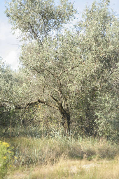 istock Landscape with Loch tree. Background with silver wild olive for publication, design, poster, calendar, post, screensaver, wallpaper, postcard, banner, cover, website. High quality photo 2181690547