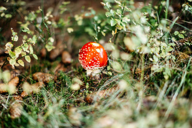 Beautiful photo of mushroom in Autumn on mountain
