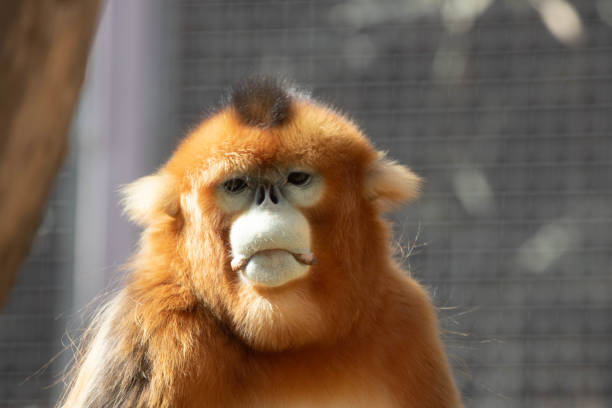 istock A Portrait of Golden Monkey 2181693139