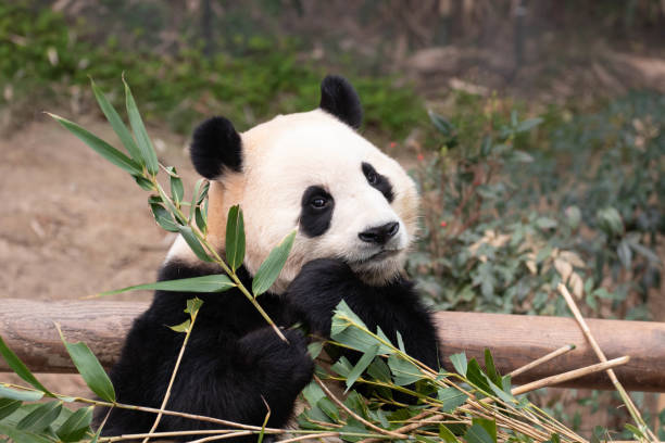 istock Happy Female Panda, Fu Bao, South Korea 2181693204