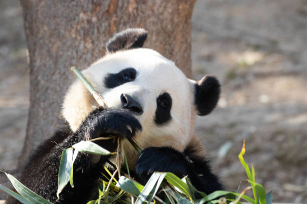istock Happy Female Panda, Fu Bao, South Korea 2181693209