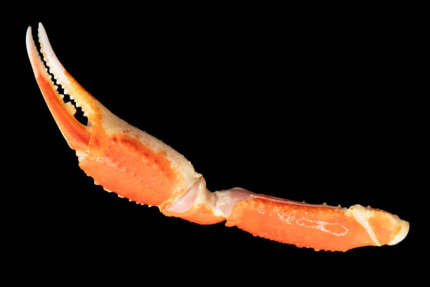 istock Cooked Peruvian Southern King crab leg isolated on a black background. Crab claws isolated on black background 2181693240