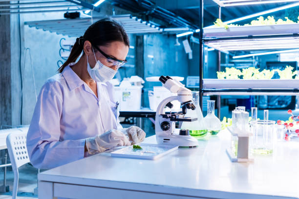 istock A Caucasian woman scientist uses a microscope in a modern lab, examining samples with plants, and wearing protective gear, highlighting research innovation in science. Food sustainable business 2181693407