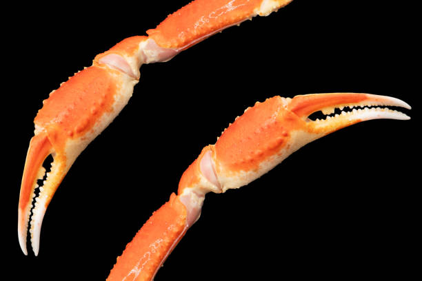 istock Cooked Peruvian Southern King crab leg isolated on a black background. Crab claws isolated on black background 2181694899