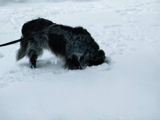 A Blue Picardy Spaniel Sniffing Under Snow A Blue Picardy Spaniel Sniffing Under thick Snow blue picardy spaniel stock pictures, royalty-free photos & images