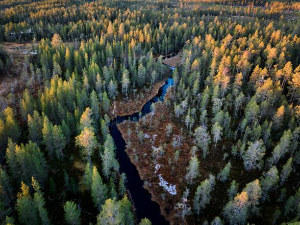 istock Aerial view of a lush forest with a winding river. 2181695372