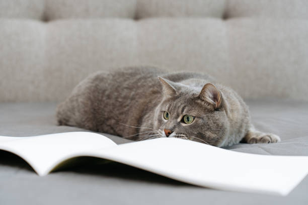 istock A cute tabby cat lying on a soft surface next to an open book with white blank pages. The cat's playful green eyes are focused, creating funny scene. 2181697645