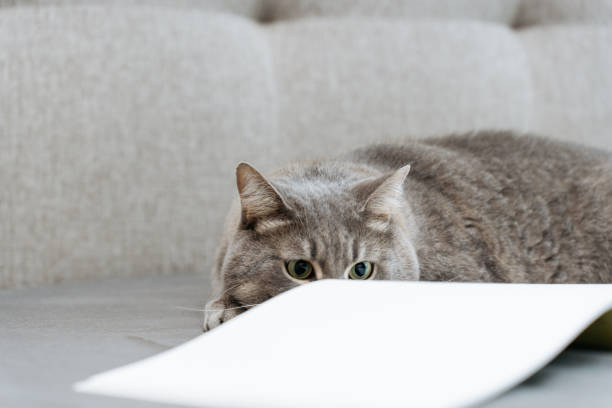 istock A cute tabby cat lying on a soft surface next to an open book with white blank pages. The cat's playful green eyes are focused, creating funny scene. 2181697664