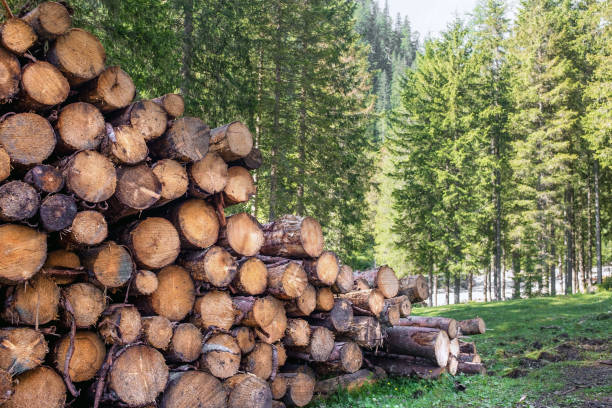 A stack of freshly cut tree logs lies in the foreground, while a dense forest of fir trees forms a scenic backdrop. Close up of cut edges and tree rings.