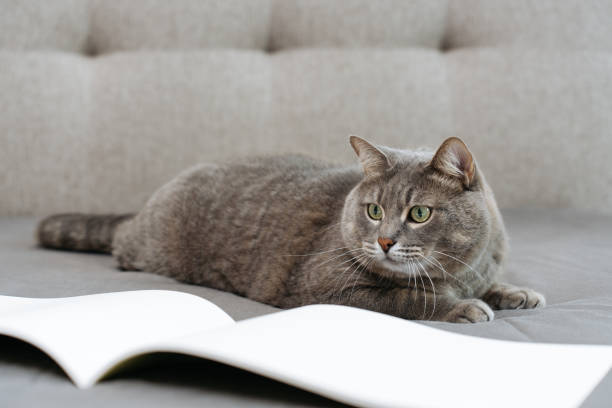istock cat with an open book with white blank pages on bed 2181698466