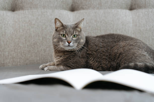 istock cat with an open book with white blank pages on bed 2181698493