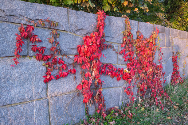 Red autumn leaves of a climbing plant on a stone wall.