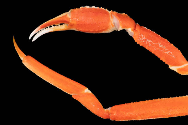 istock Cooked Peruvian Southern King crab leg isolated on a black background. Crab claws isolated on black background 2181699303