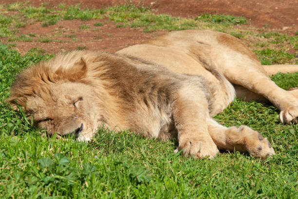 istock Italy, Fasano - a lion sleeps on the grass 2181699512