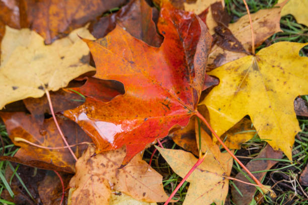 A close-up view of fallen autumn leaves in various colors, including red, yellow, and brown, scattered on the ground
