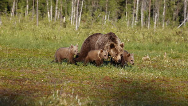 istock Brown bear family strolling through the taiga forest 2181701021
