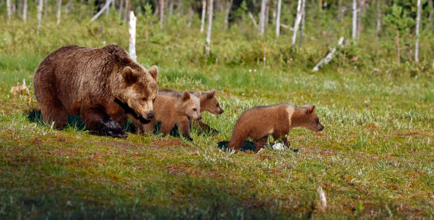 Brown bear family strolling through the taiga forest