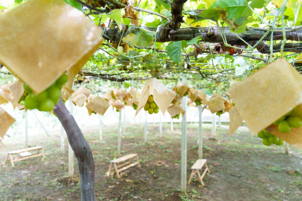 Scenery of an orchard with Shine muscat grapes