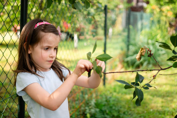 istock Cute little girl picking cherries from a tree 2181705018