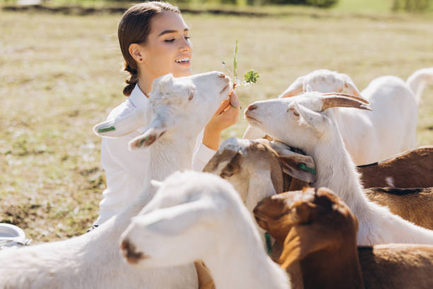 istock Smiling Woman Feeding Goats Outdoors in a Sunny Field 2181708411