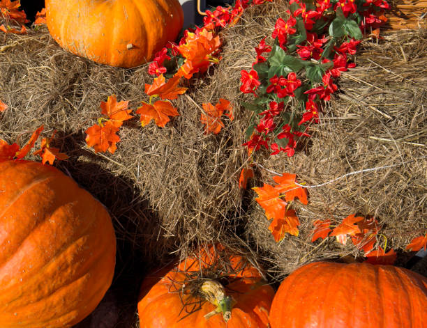 Three haloween pumpkins and orange flowers