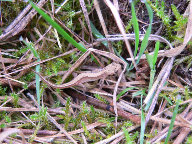 The smooth newt, European newt, northern smooth newt or common newt (Lissotriton vulgaris) is a species of newt. It is widespread in Europe and parts of Asia, and has been introduced into Australia. Individuals are brown with a spotted underside that ranges in colour from orange to white. They reach an average length of 8–11 cm; males are larger than females. The newts' skins are dry and velvety when they are living on land, but become smooth when they migrate into the water to breed. Males develop a more vivid colour pattern and a conspicuous skin seam (crest) on their back when breeding.\n\nThis is a common Species in the Netherlands.