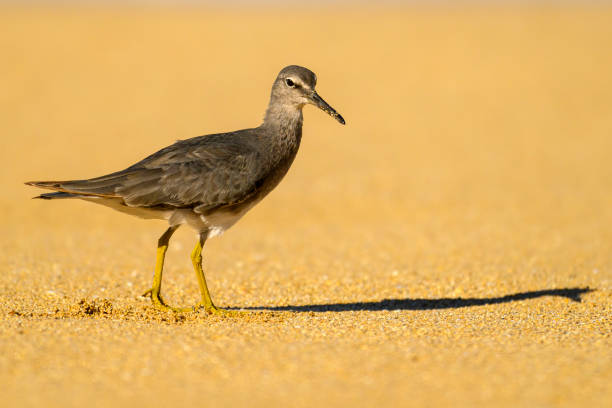 istock A sandpiper at the beach in Maui 2181710449