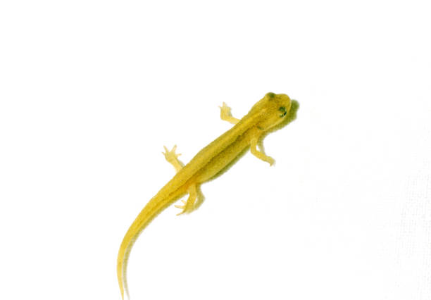 The smooth newt, European newt, northern smooth newt or common newt (Lissotriton vulgaris) is a species of newt. It is widespread in Europe and parts of Asia, and has been introduced into Australia. Individuals are brown with a spotted underside that ranges in colour from orange to white. They reach an average length of 8–11 cm; males are larger than females. The newts' skins are dry and velvety when they are living on land, but become smooth when they migrate into the water to breed. Males develop a more vivid colour pattern and a conspicuous skin seam (crest) on their back when breeding.This is a common Species in the Netherlands.